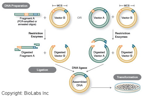 A Complete Guide To Molecular Cloning Technology - Abdullahfarhan.com