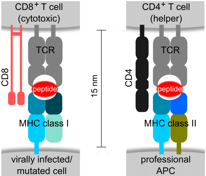 Major Histocompatibility Complex Structure, Function & Ligands ...