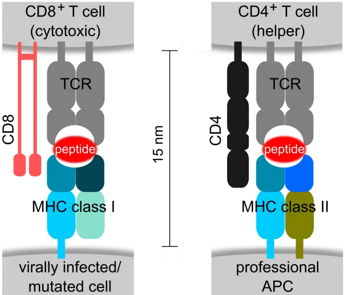 Major Histocompatibility Complex (MHC) Structure, Function, and Ligands