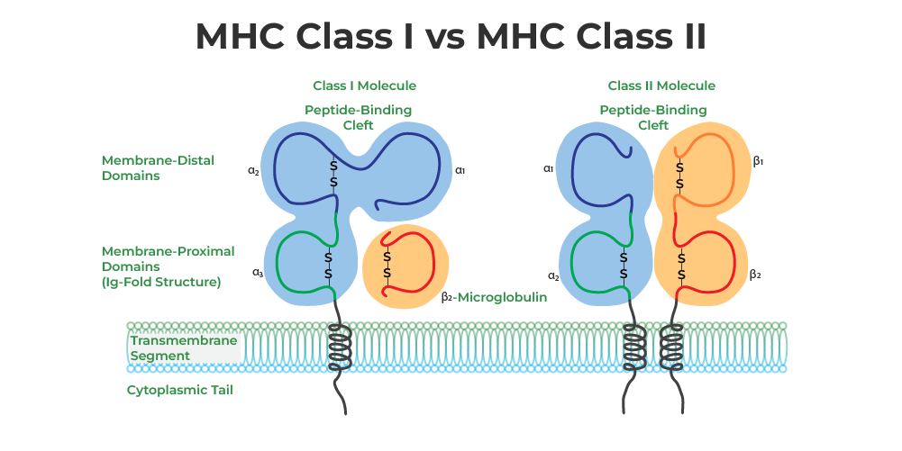 MHC